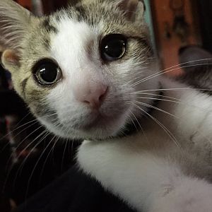 How much should I really be feeding my kitten? (long post)