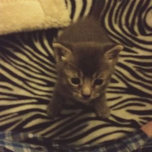 Please help caring for a 2-3 week old orphaned stray kitten