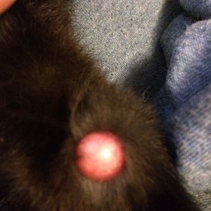 pink/red growth above cat's paw?