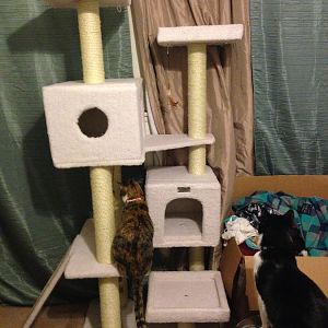 Best cat tree/tower