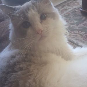 Loyal and Loving Cat Breeds?