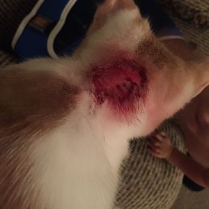 HELP!! Kitten skin issues!