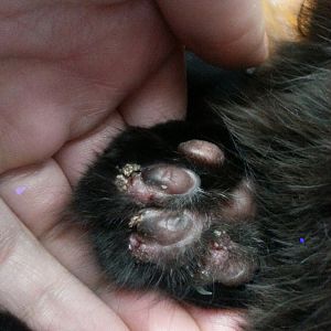 Kitten paw is cracked and scabbed