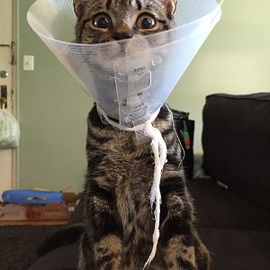 Cat Just Spayed, How long do I leave "cat cone" on??
