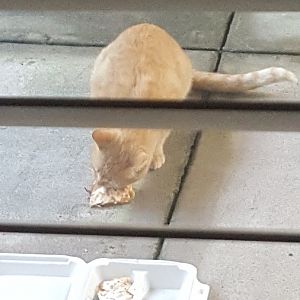 Hello, I need some advice about a stray / feral cat?