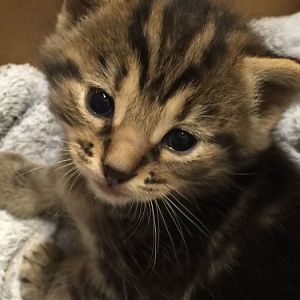 (Kittens are here) Wishing I'd have known of this site before