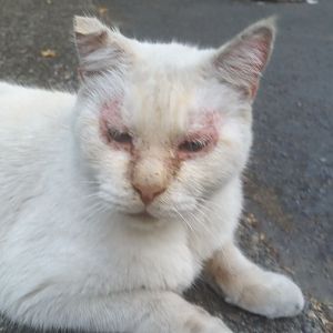 Help! My cats allergies are out of control!