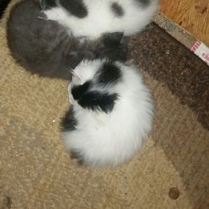 Getting fleas off 6 week old kittens?