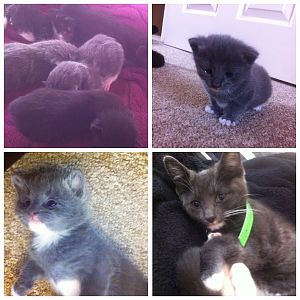 From kittens to adults: Post your photos!