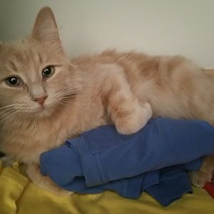 Stressful kitten care-please help