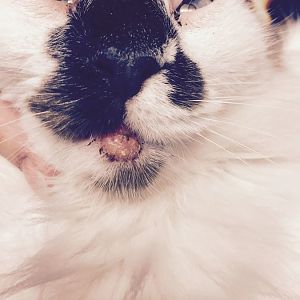 Hoping for Advice on Stray Cat Health Issue  (Sore on Chin)