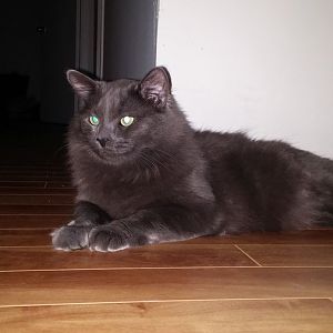 Need Advice/Help! Kitten