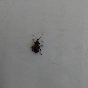 Are these ticks?