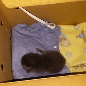 2 week old kitten help please