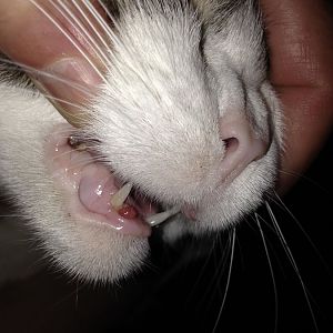 Small red growth on cat's gums; can't reach vet & starting to worry