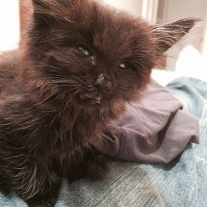 Help with 8 week old kitten needed