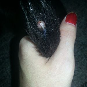 PLEASE HELP, just the tip of my cat's tail degloved