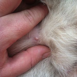 Kitten stillborn - not sure about more