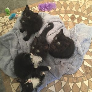 Foster kittens