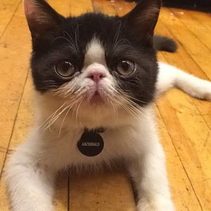 Archie The Kitten Needs Your Help!