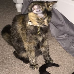 Please help me identify my cat's breed!