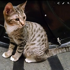 What is the ancestry of my cat, could he have Egyptian Mau?