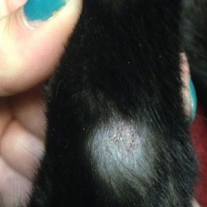 Patches on ca'ts back legs on the heel