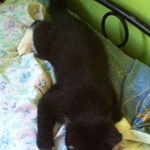 feral kitten/ teen cat