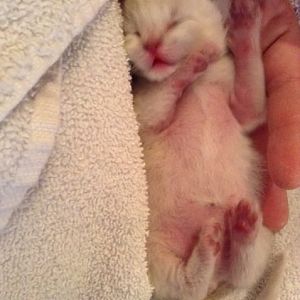 Need Help With 6 Day Old Orphan!! WORRIED!!!