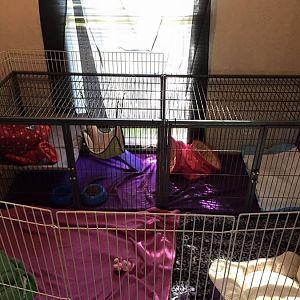 Kitten wont stop jumping into elderly ferret's cage