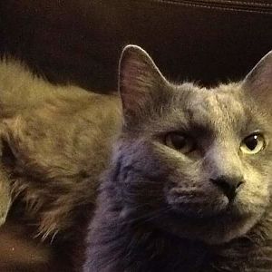Is my kitty a Russian Blue mix?