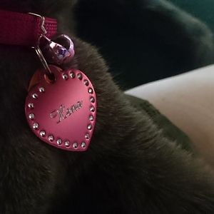 What's the most ridiculous thing you've bought for your cat?
