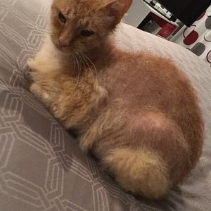 Please help! My cats fur is falling out.