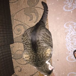 Safe weight loss for cat