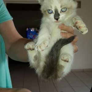 Is this a pure bred Ragdoll?