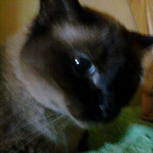 Sam, my 11 year old Siamese, has lost 11lbs and the Vet diagnoses Chronic Kidney Disease.