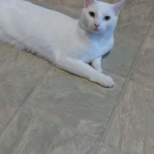 Adopting a new cat/kitten tomorrow, need some advice.