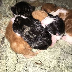 What colour do you think kittens will be ?? Plus milk starting to come in !!!