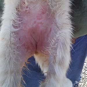 need advice for over-licking - no more fur, has rash