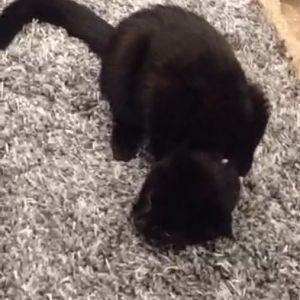 Kitten coughing really worried
