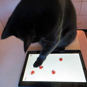 Android Apps for Cats