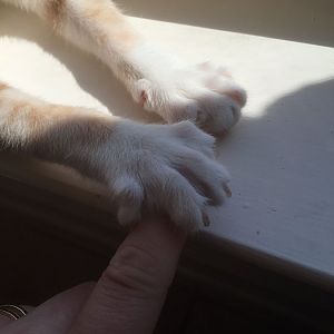 Post pictures(or vdeos) of your cats kneading.