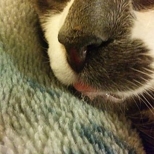 Kitty is drooling, sticking out tongue and licking mouth
