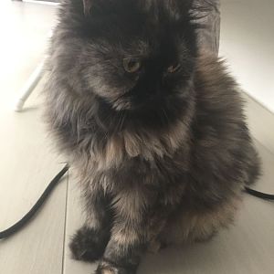 How to find out the breed of my cat?