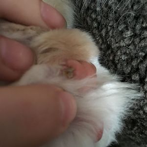 Cat paw foreign object?