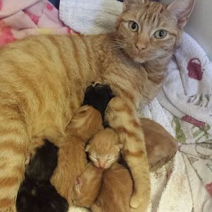 is my cat in labour