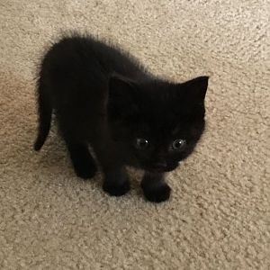 6-7 week old kitten - Advice needed!