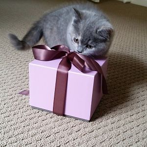 Kitten won't poo in box