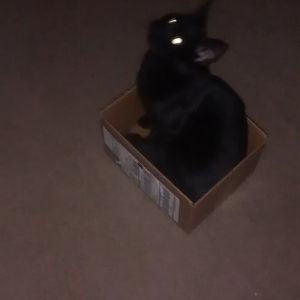 Cats in Boxes!