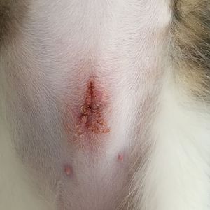 Cat spay incision?